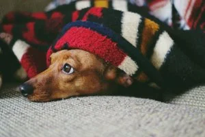 Couverture photo personnalisée : la solution idéale pour un cadeau parfait !