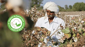 Le coton biologique en conversion : comment ça marche et quels sont ses avantages